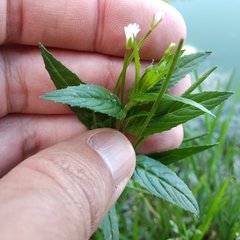 Epilobium ciliatum