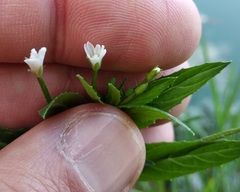 Epilobium ciliatum