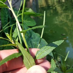 Epilobium ciliatum