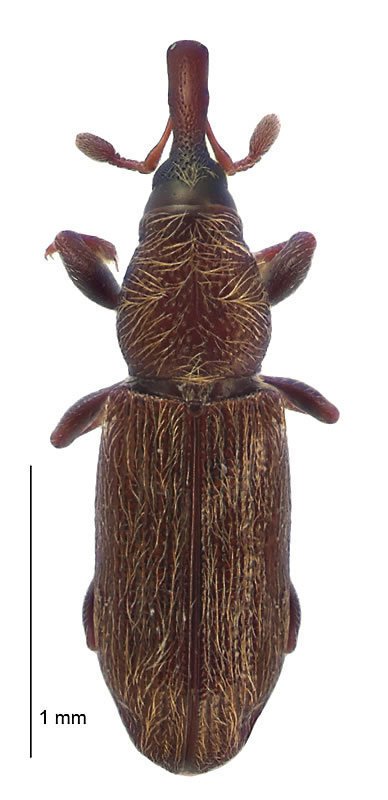 Agastegnus
