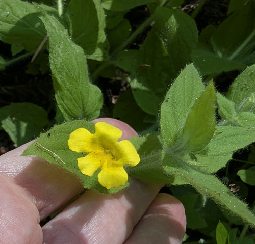 Erythranthe ptilota (Erythranthe ptilota)