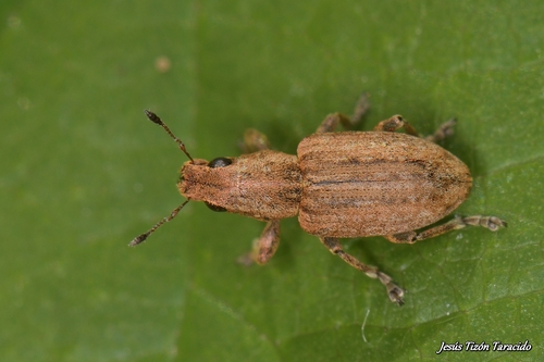 Clover root weevil, photo 6 of 8