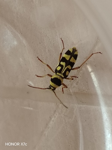Grape Wood Borer, ريمة الفخور، Syria, photo 7 of 10