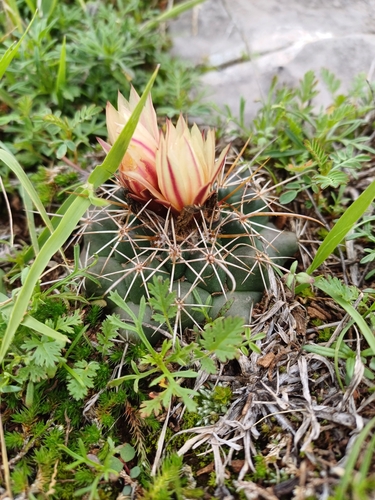 Coryphantha georgii