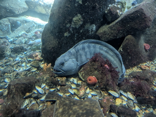 Anarhichas lupus