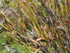 Dracophyllum subulatum