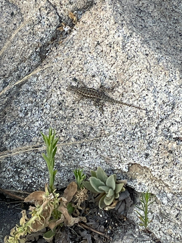 iNaturalist observation photo of Western Fence Lizard