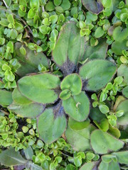Plantago raoulii