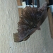 Erebus macrops