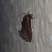Arsacia rectalis