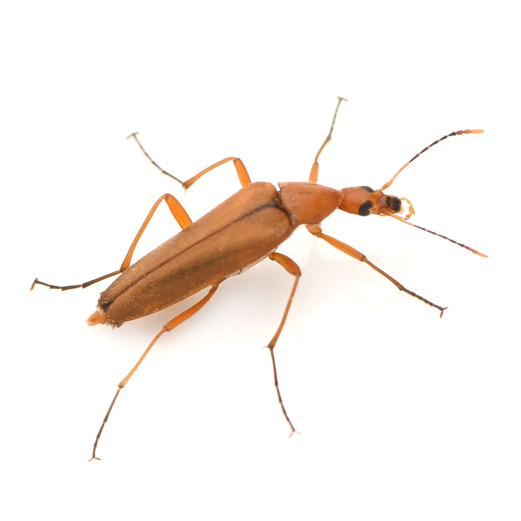 Cephaloon tenuicorne