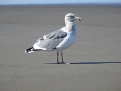 Larus glaucescens × occidentalis