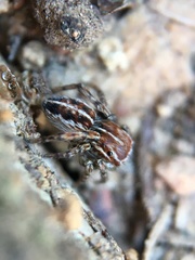 Attinella dorsata