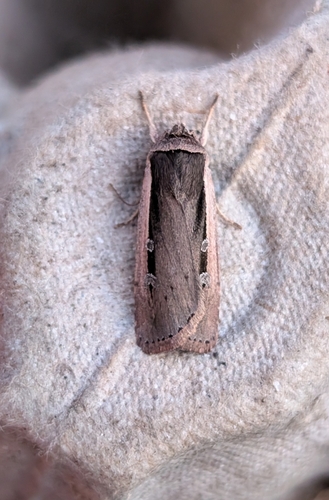 Ochropleura leucogaster