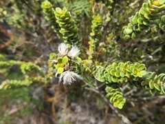 Olearia nummulariifolia