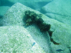 Orectolobus halei