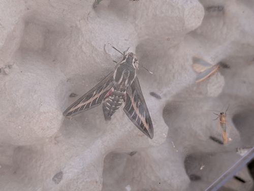 Hyles livornica