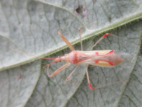 Gorpis japonicus · iNaturalist
