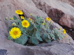 Perityle cordifolia