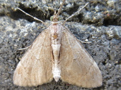 Heterothera postalbida