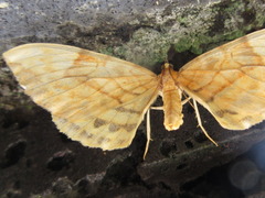 Gandaritis fixseni