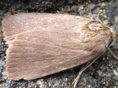 Amphipyra livida
