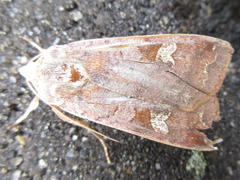 Diarsia canescens