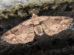 Eupithecia spadix