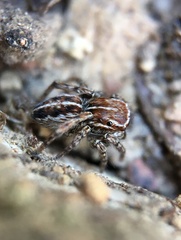 Attinella dorsata