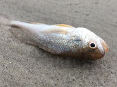 Stellifer lanceolatus