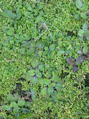 Plantago raoulii