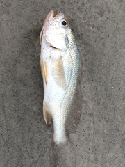 Stellifer lanceolatus
