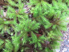 Dendroligotrichum tongariroense
