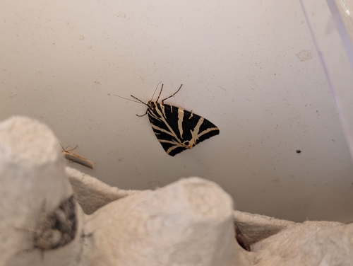 Euplagia quadripunctaria
