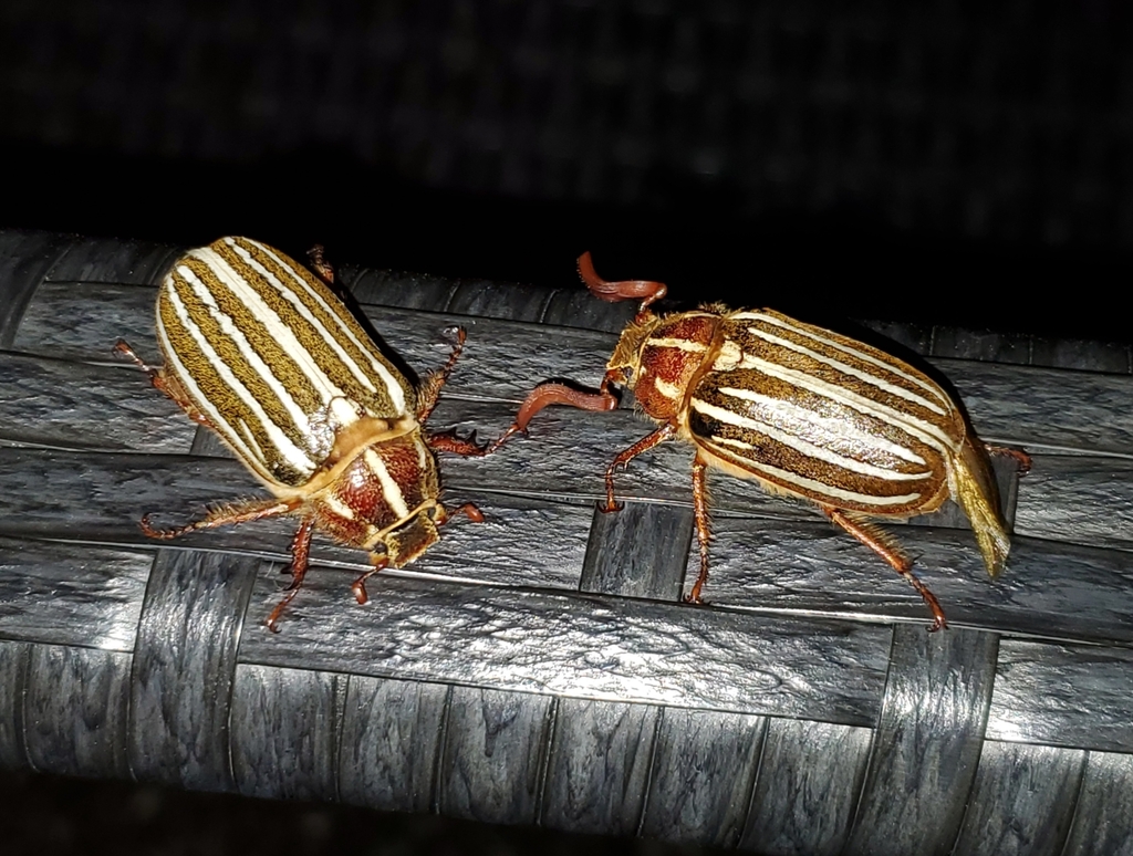 Ten-lined June beetle (Polyphylla decemlineata)