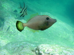 Meuschenia flavolineata