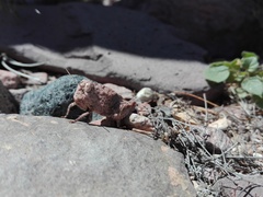 Leprus