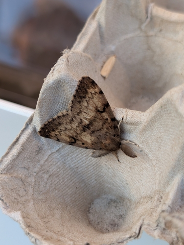 Lymantria dispar