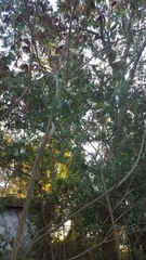 Albizia julibrissin julibrissin