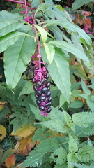 Phytolacca americana