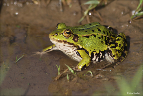 Pool Frog