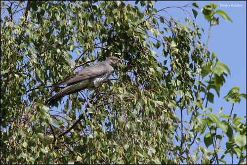 Cuco común (Cuculus canorus)
