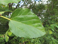 Morus indica