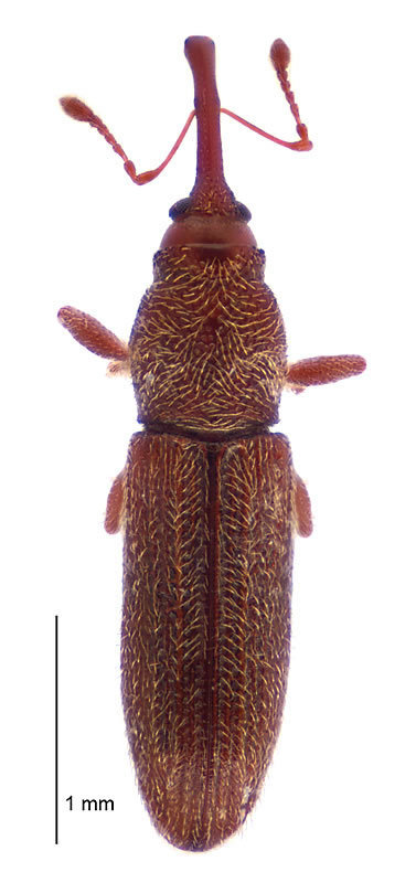 Arecocryptus