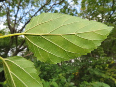 Morus indica