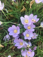 Crocus kotschyanus