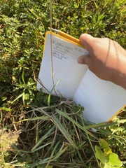 Tridens albescens