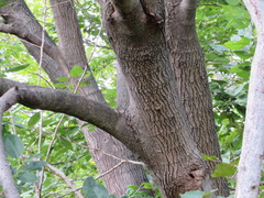 Morus indica