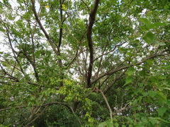 Morus indica