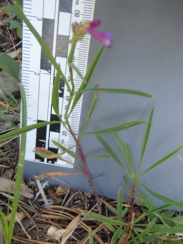 Penstemon cinicola, photograph 1
